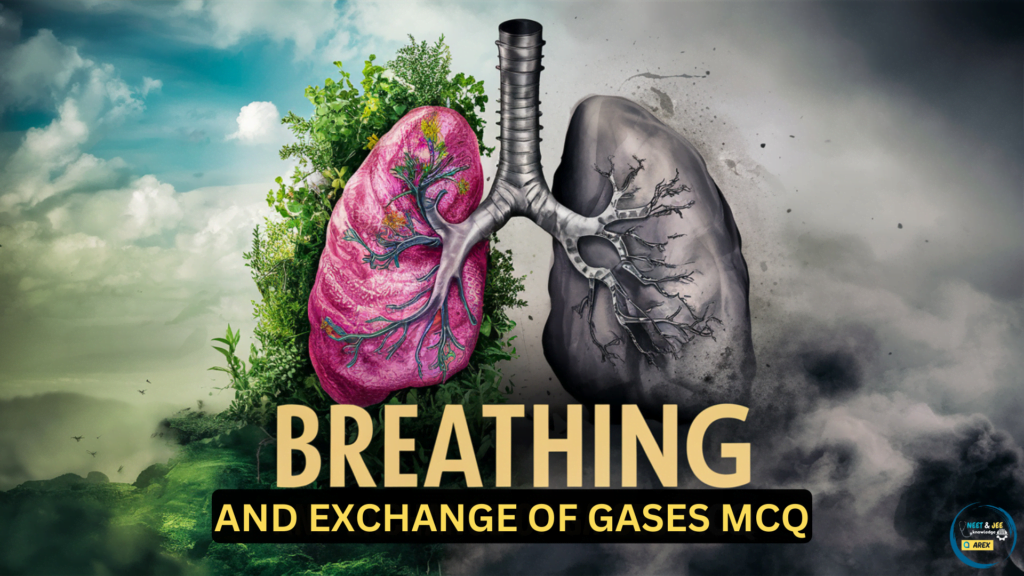 Breathing and Exchange of Gases NEET Biology MCQ with Answers