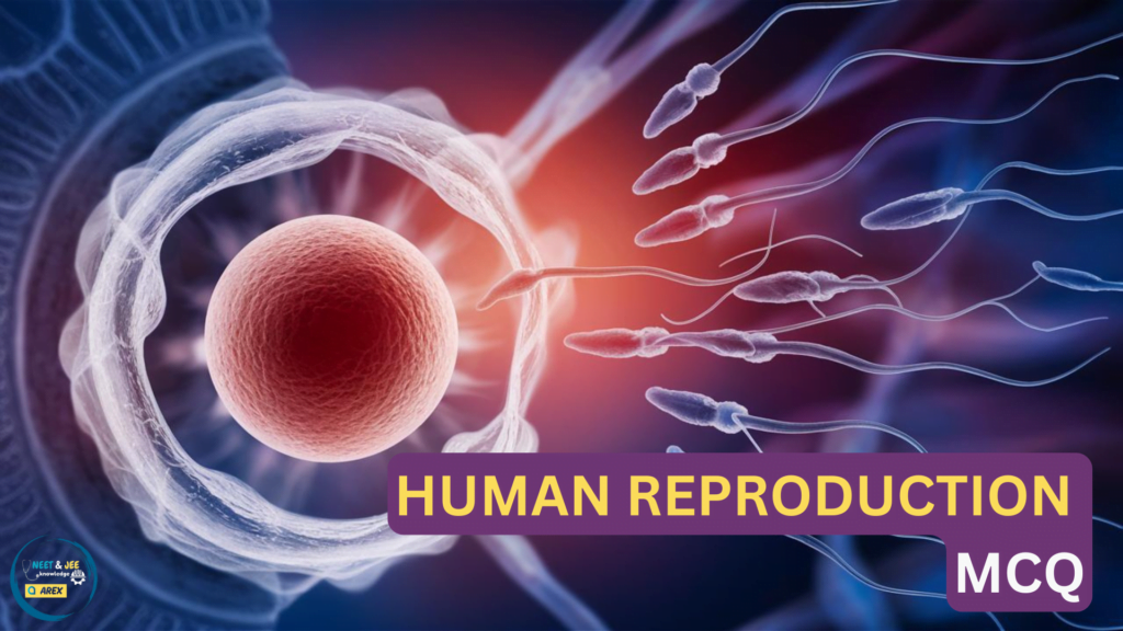 Human Reproduction NEET MCQ with Answers