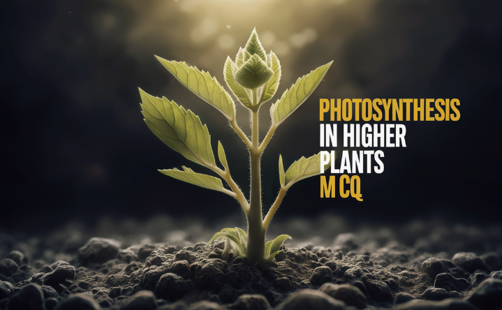 photosynthesis