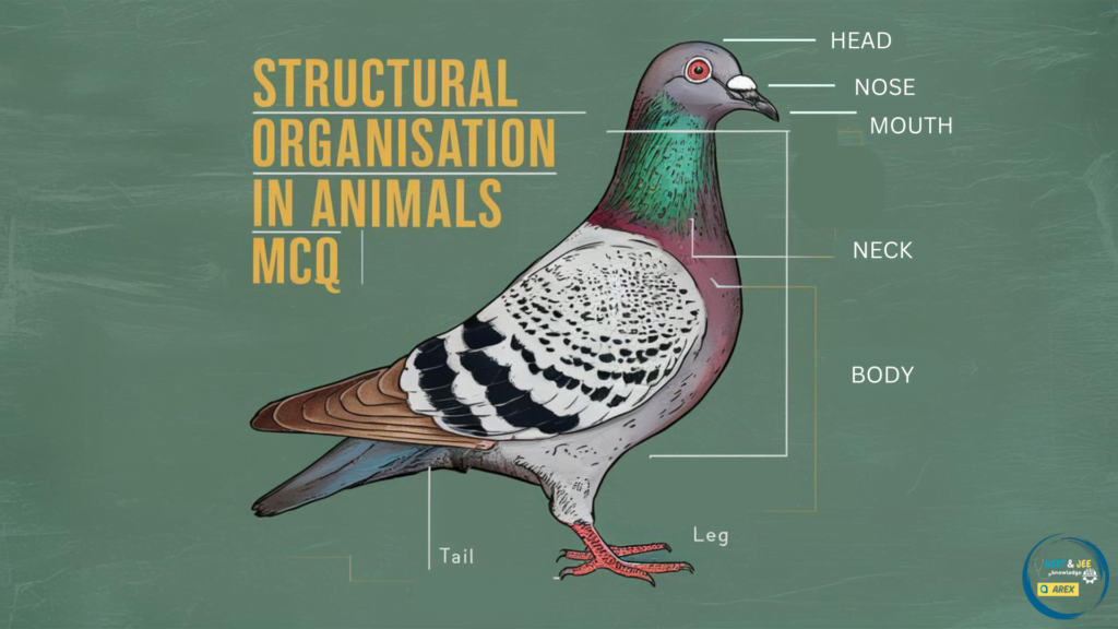 Structural Organization in Animals NEET Biology MCQ with Answers